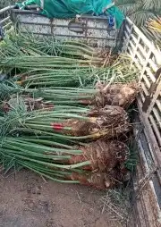 توريد وزراعه النخيل المثمر والزينه 12