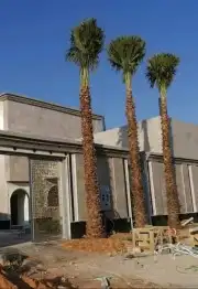نخل واشنطن نخل عربي جميع المقاسات 6