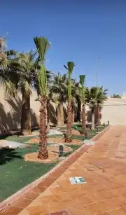 نخل واشنطن نخل عربي جميع المقاسات 7