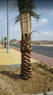 توريد وزراعه النخيل المثمر والزينه 2