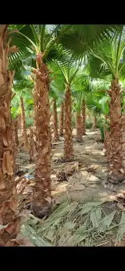 نخل واشنطن نخل عربي جميع المقاسات 9