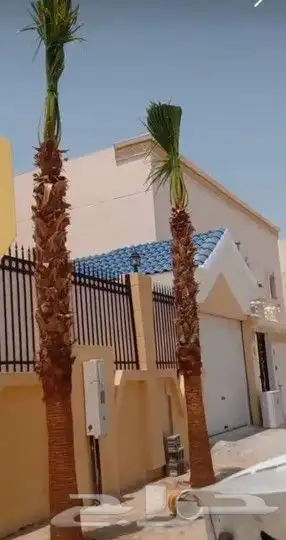 نخل واشنطن نخل عربي جميع المقاسات 5