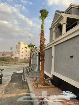 نخل واشنطن نخل عربي جميع المقاسات 12