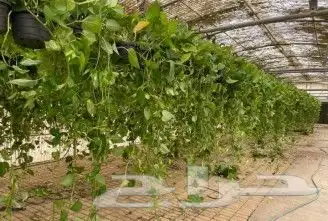 نباتات هولانديه طبيعيه داخليه تواصل معنا واتس او اتصال 9