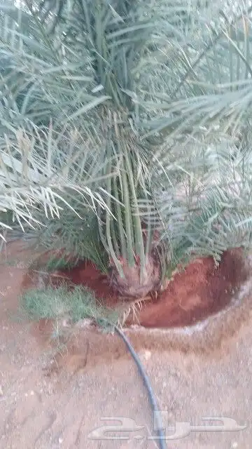 نخل واشنطن نخل عربي جميع المقاسات 4