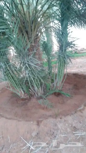 نخل واشنطن نخل عربي جميع المقاسات 2