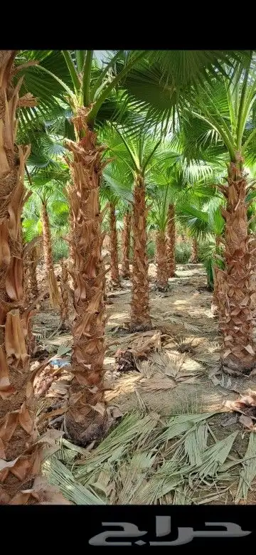 نخل واشنطن نخل عربي جميع المقاسات 8