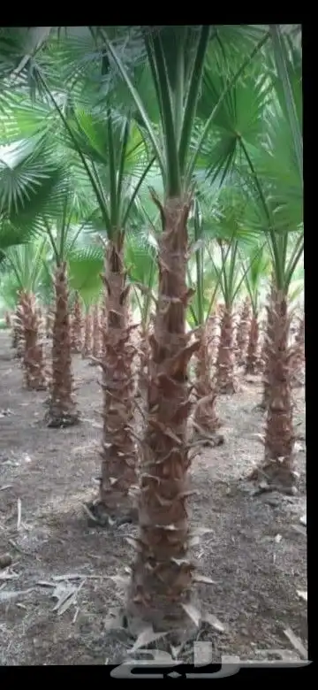 نخل واشنطن نخل عربي جميع المقاسات 13