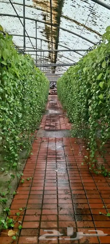 نباتات هولانديه طبيعيه داخليه تواصل معنا واتس او اتصال 6