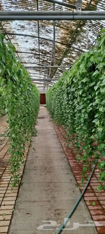 نباتات هولانديه طبيعيه داخليه تواصل معنا واتس او اتصال 8