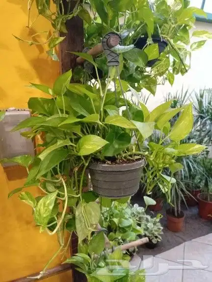 نباتات هولانديه طبيعيه داخليه تواصل معنا واتس او اتصال 34