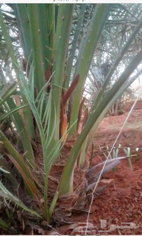 نخل واشنطن نخل عربي جميع المقاسات 1