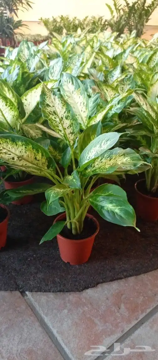 نباتات هولانديه طبيعيه داخليه تواصل معنا واتس او اتصال 11