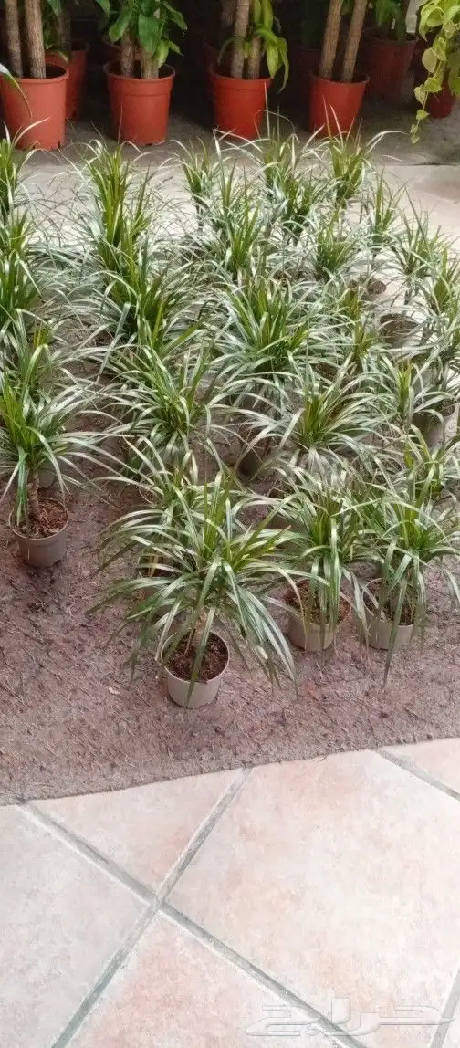 نباتات هولانديه طبيعيه داخليه تواصل معنا واتس او اتصال 4