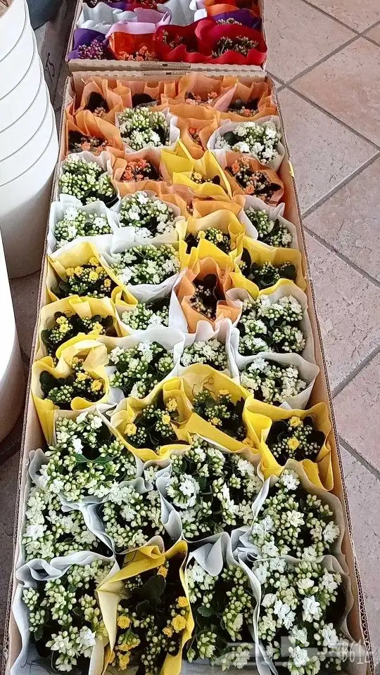 نباتات هولانديه طبيعيه داخليه تواصل معنا واتس او اتصال 24