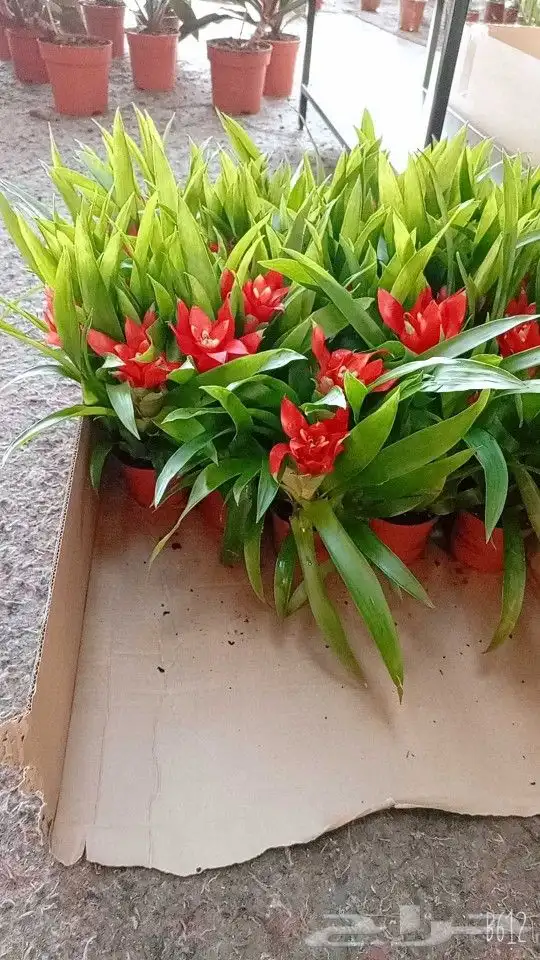 نباتات هولانديه طبيعيه داخليه تواصل معنا واتس او اتصال 31