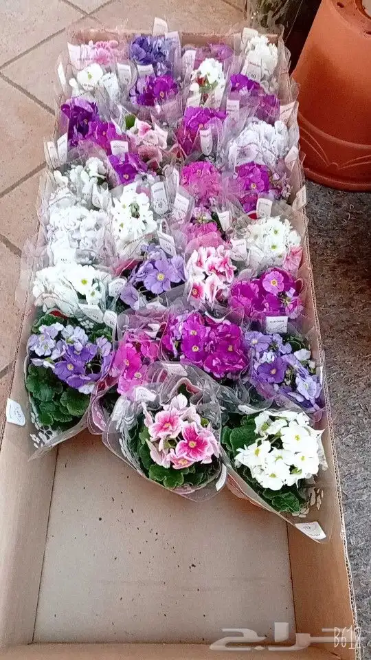 نباتات هولانديه طبيعيه داخليه تواصل معنا واتس او اتصال 28