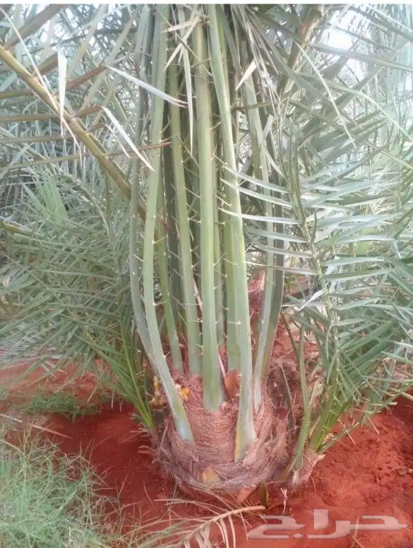 نخل واشنطن نخل عربي جميع المقاسات 0
