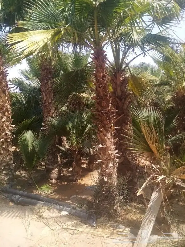 نخل واشنطن نخل عربي جميع المقاسات 10