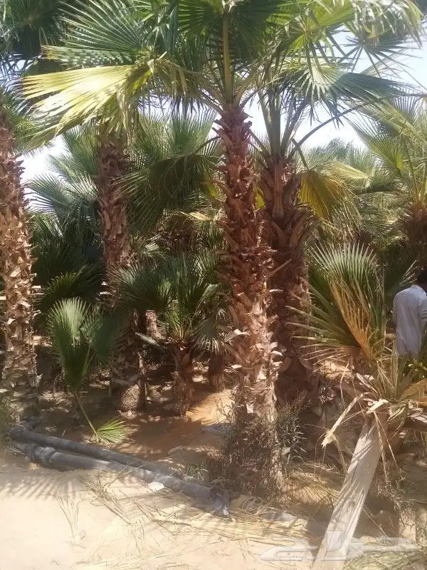 نخل واشنطن نخل عربي جميع المقاسات 14