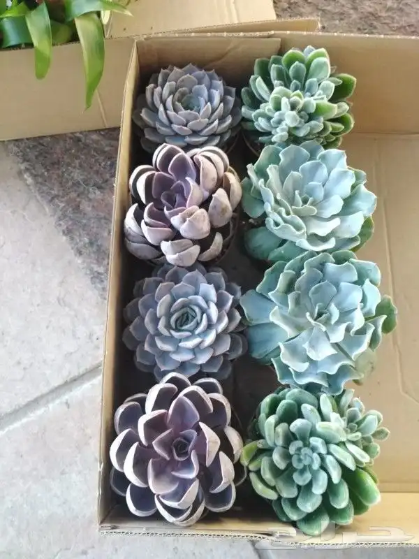 نباتات هولانديه طبيعيه داخليه تواصل معنا واتس او اتصال 12