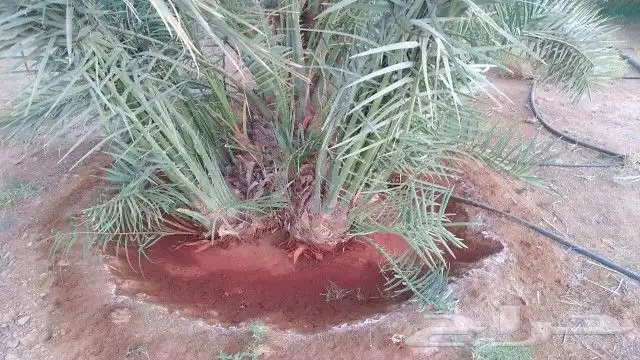 نخل واشنطن نخل عربي جميع المقاسات 3
