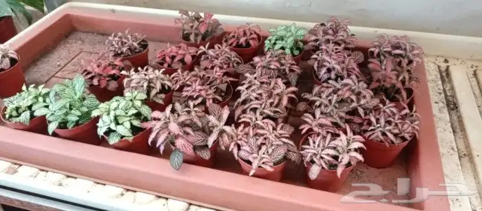 نباتات هولانديه طبيعيه داخليه تواصل معنا واتس او اتصال 19