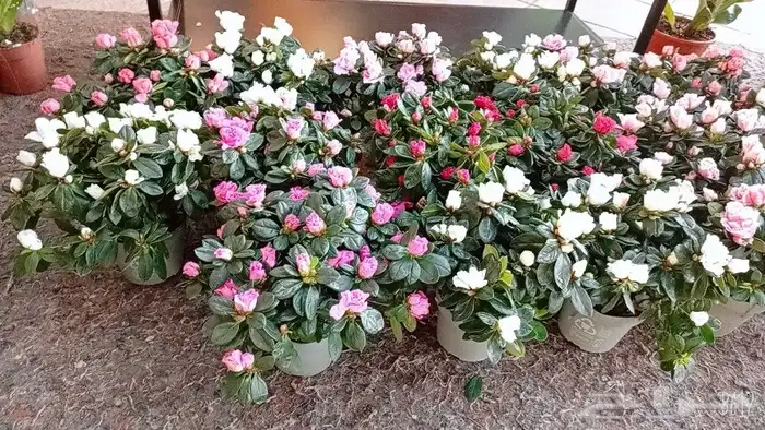 نباتات هولانديه طبيعيه داخليه تواصل معنا واتس او اتصال 30