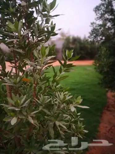 استراحه الرحمانيه العفجه الخرج الرياض الهياثم 3