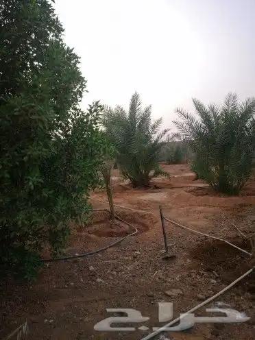 استراحه الرحمانيه العفجه الخرج الرياض الهياثم 4