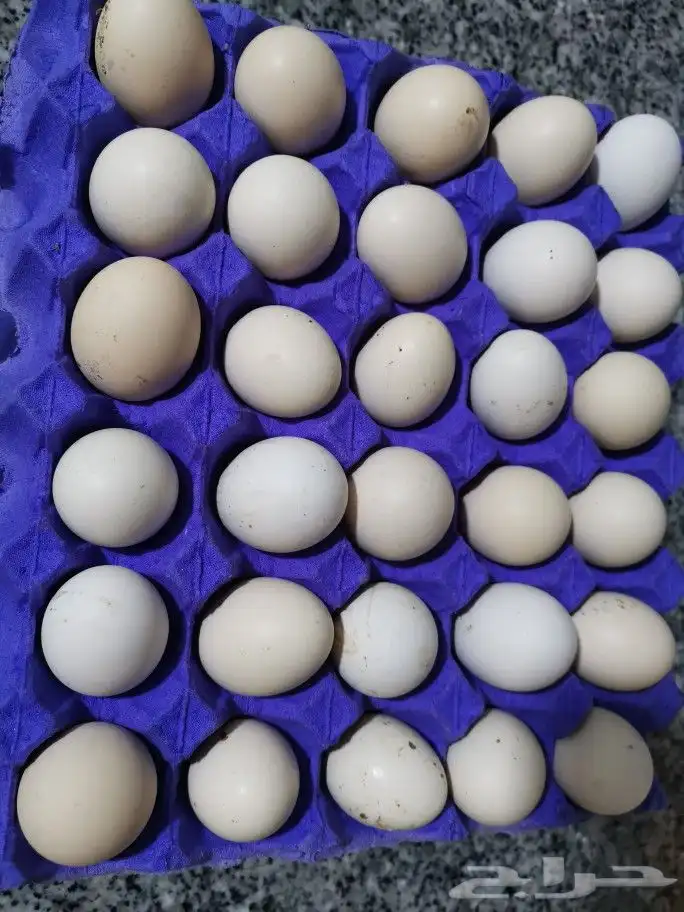 بيض بلدي مائده غير مخصب عناية شخصيه 2