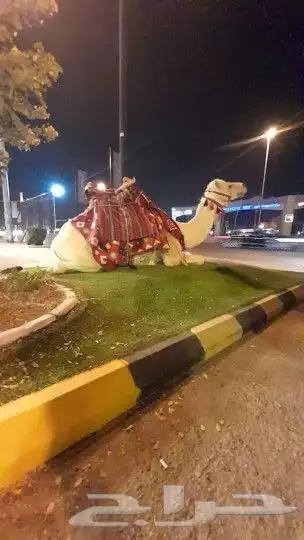 اجار جمال رحول ركبي البل وخيول 2