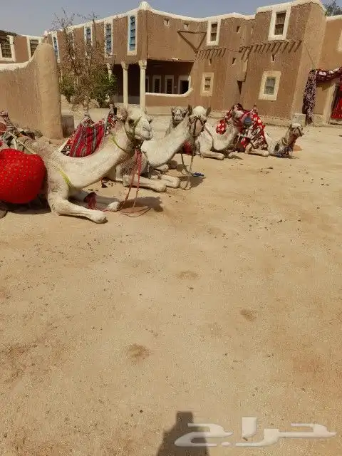 اجار جمال رحول ركبي البل وخيول 1