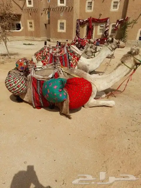 اجار جمال رحول ركبي البل وخيول 3