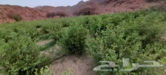 حناء منطقة المدينه مطحون جديد 3