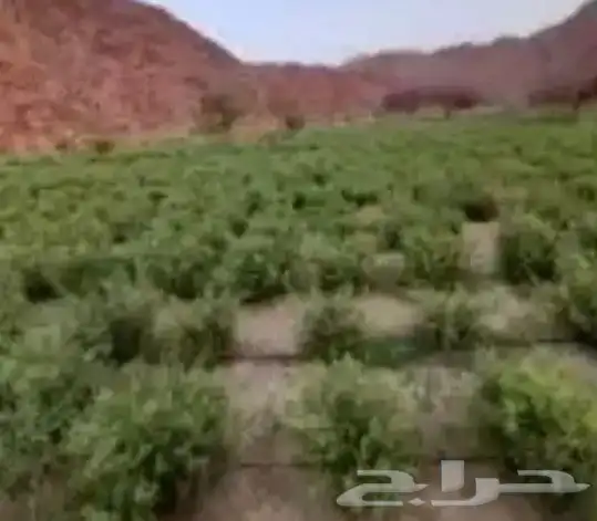 حناء منطقة المدينه مطحون جديد 2