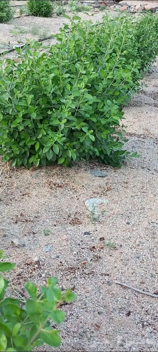 حناء منطقة المدينه مطحون جديد 0