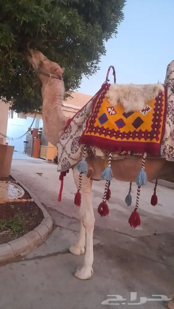 اجار جمال رحول ركبي البل وخيول 20