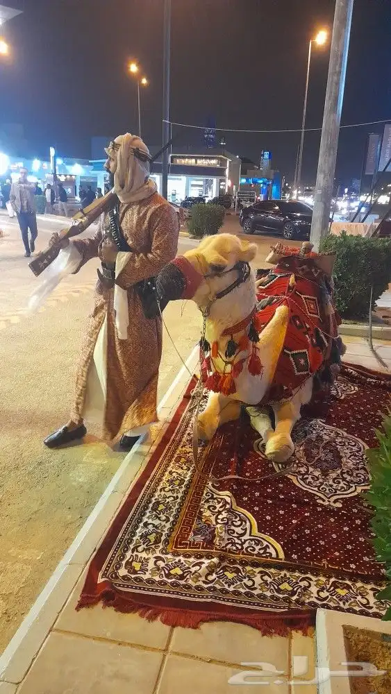 اجار جمال رحول ركبي البل وخيول 17