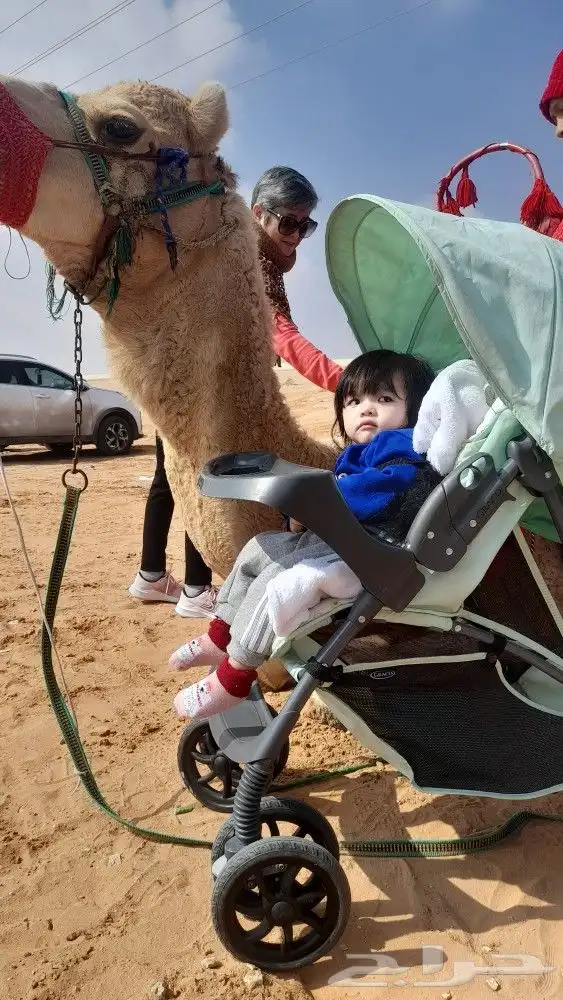 اجار جمال رحول ركبي البل وخيول 19