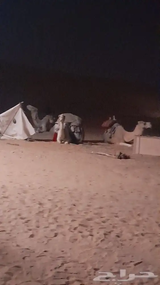 اجار جمال رحول ركبي البل وخيول 21