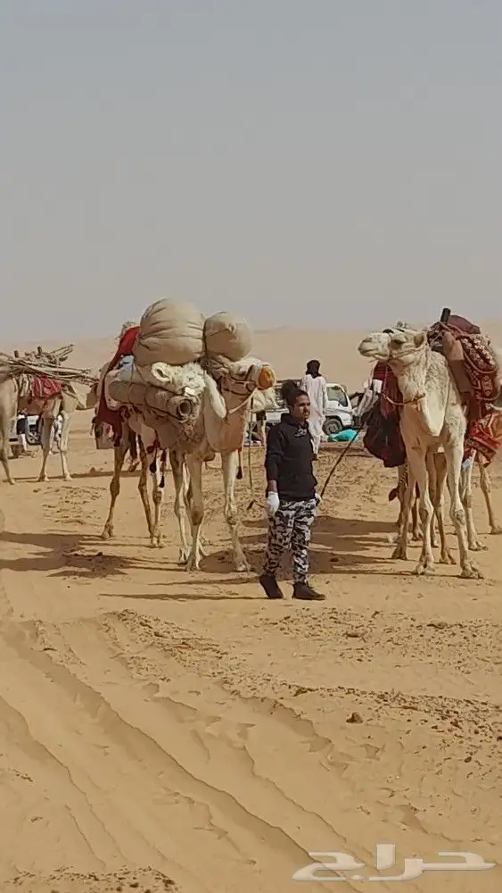 اجار جمال رحول ركبي البل وخيول 9