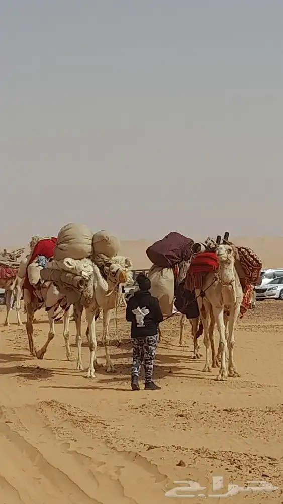 اجار جمال رحول ركبي البل وخيول 6