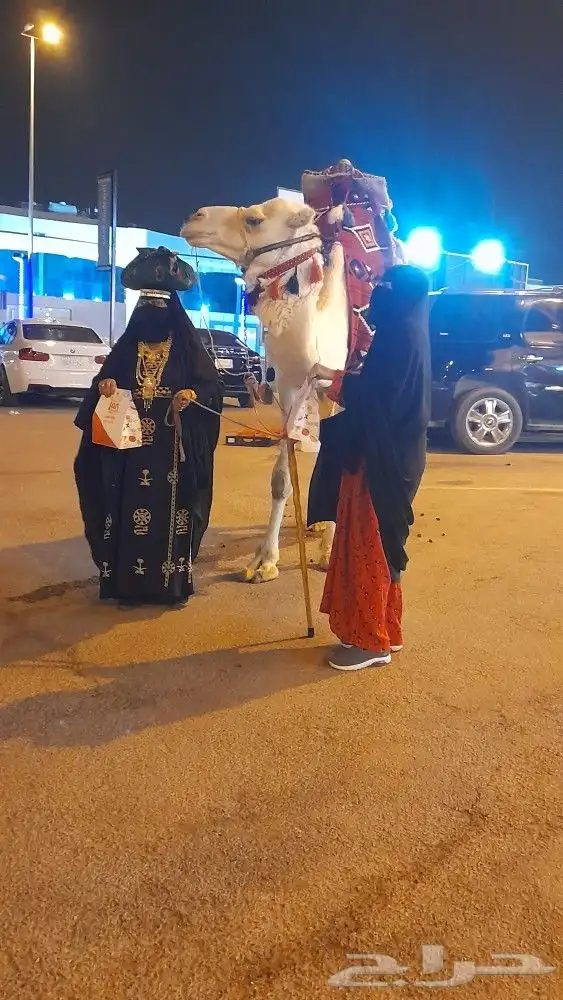 اجار جمال رحول ركبي البل وخيول 12