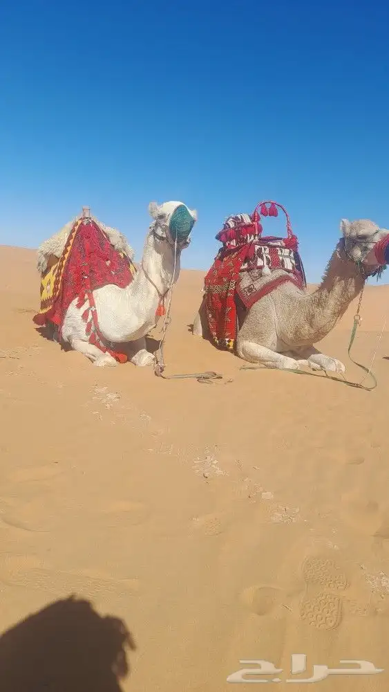 اجار جمال رحول ركبي البل وخيول 8