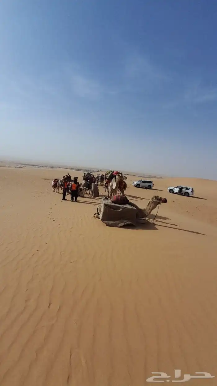 اجار جمال رحول ركبي البل وخيول 18