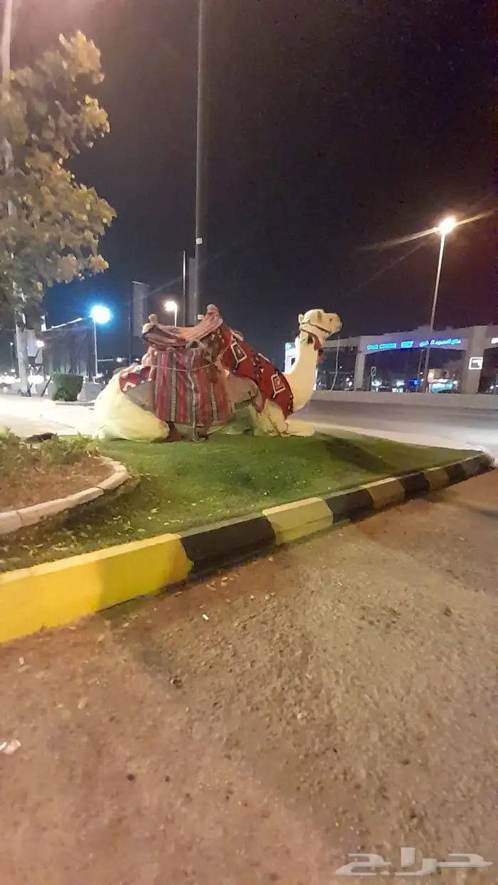 اجار جمال رحول ركبي البل وخيول 15
