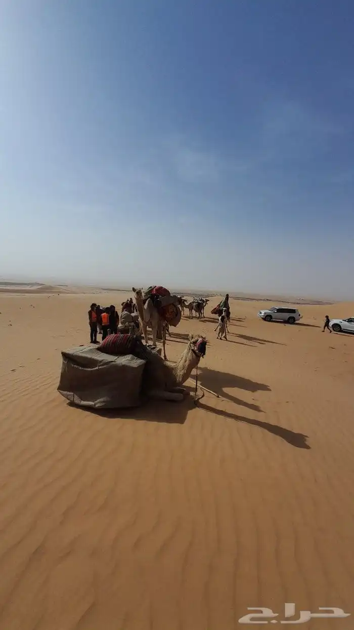 اجار جمال رحول ركبي البل وخيول 10