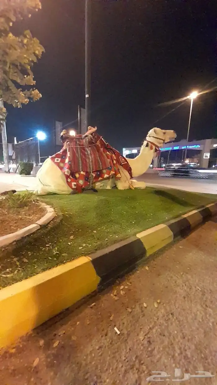 اجار جمال رحول ركبي البل وخيول 14