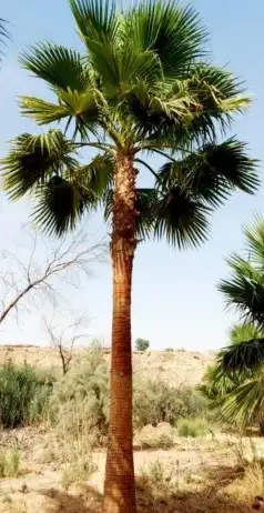 نخل واشنطني امريكي 3